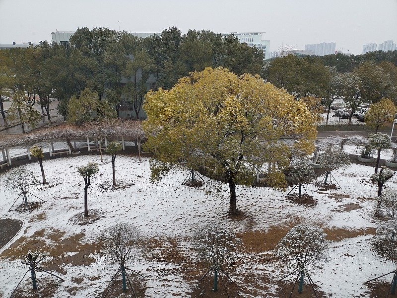 早上刚到学校时拍摄的校园雪景